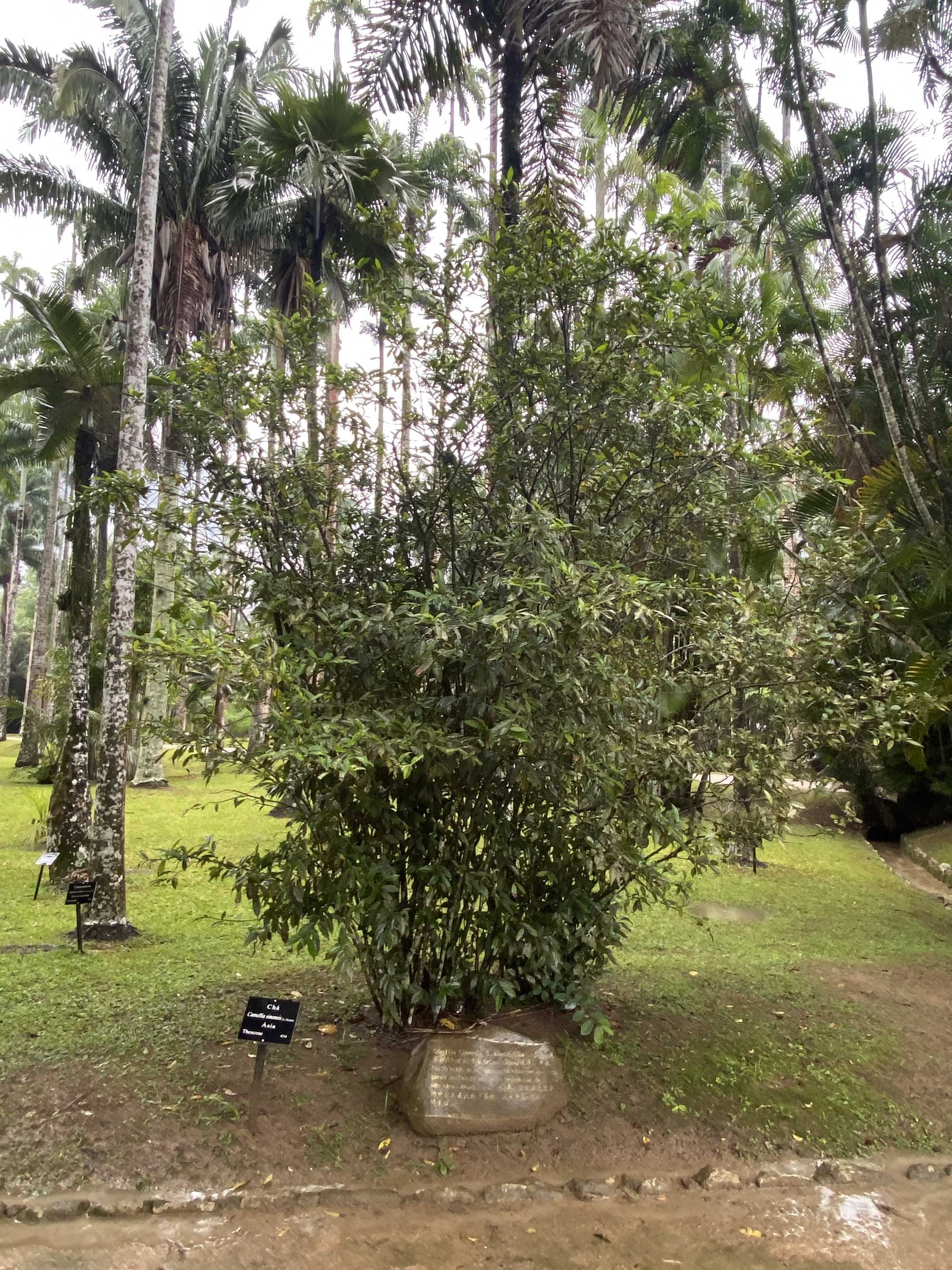 im电竞以茶结缘！里约植物园有200年前种植的中国茶树(图1)