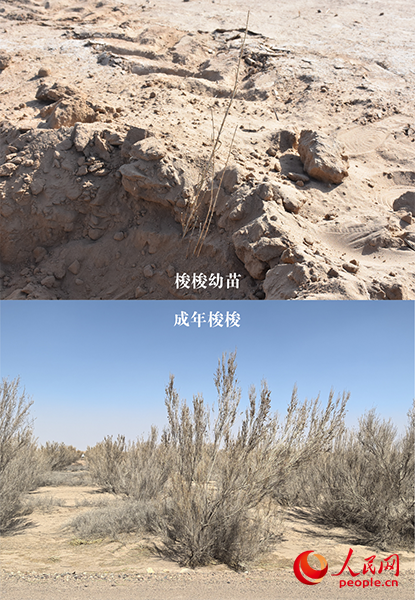im电竞一群年轻人去民勤种树(图2)